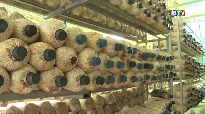 Vươn lên nhờ vốn vay tín dụng chính sách xã hội
